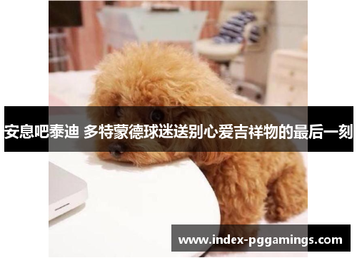 安息吧泰迪 多特蒙德球迷送别心爱吉祥物的最后一刻